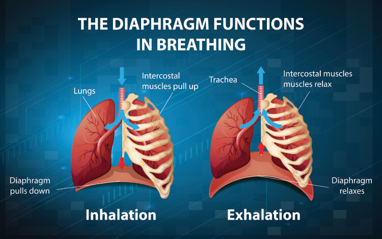 diafrafma