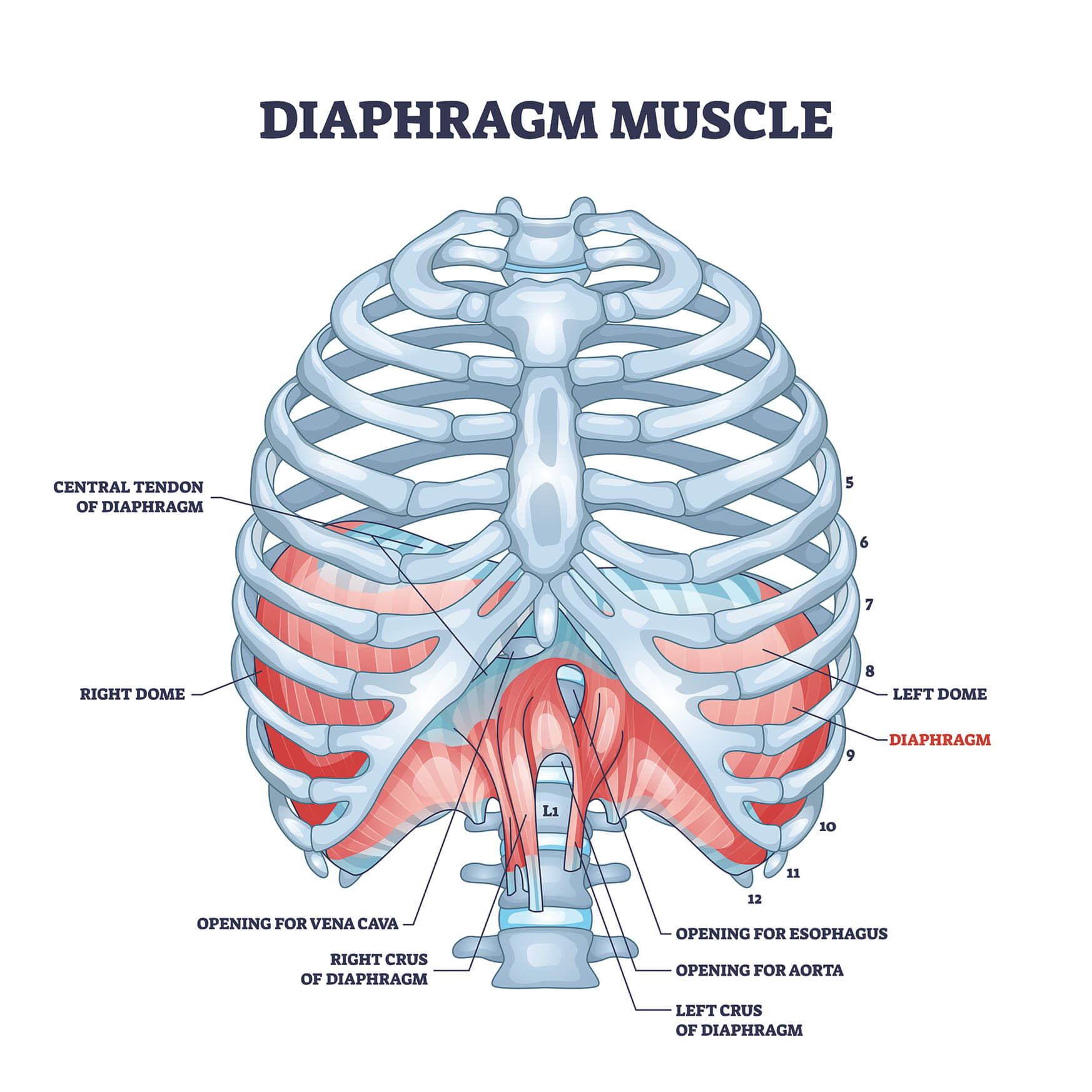 diafragma